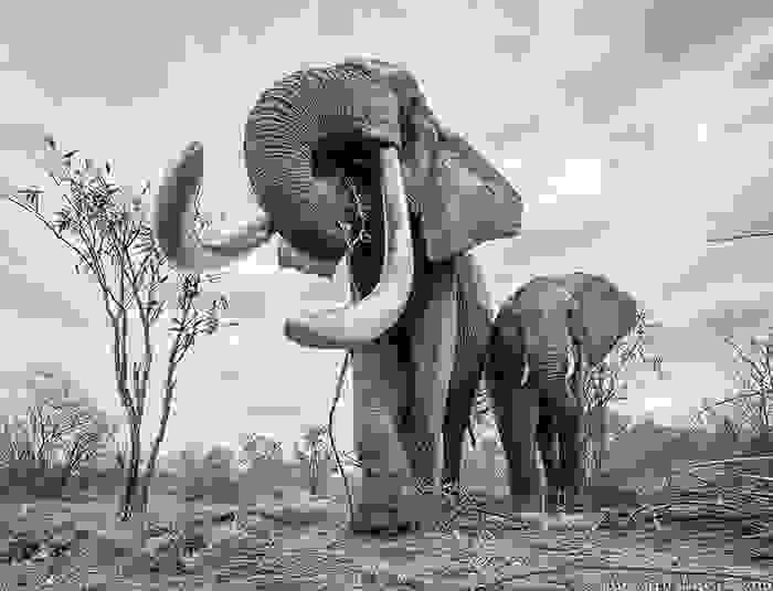 cow-elephant-queen-super-tusker-will-burrard-lucas-tsavo-kenya-5-5c8901b477c25__700.jpg