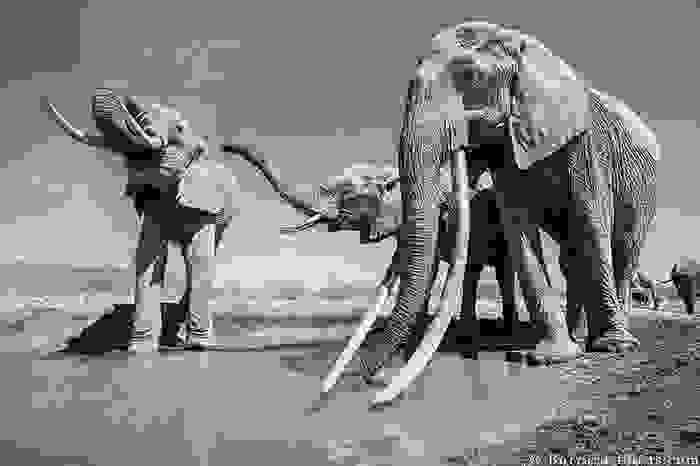 cow-elephant-queen-super-tusker-will-burrard-lucas-tsavo-kenya-6-5c8901b659beb__700.jpg