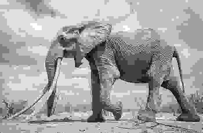 cow-elephant-queen-super-tusker-will-burrard-lucas-tsavo-kenya-7-5c8901b85b5b8__700.jpg