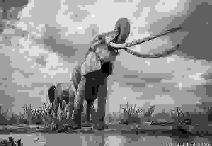 cow-elephant-queen-super-tusker-will-burrard-lucas-tsavo-kenya-8-5c8901ba5ea3f__700.jpg