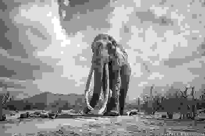 cow-elephant-queen-super-tusker-will-burrard-lucas-tsavo-kenya-9-5c8901bc59a61__700.jpg