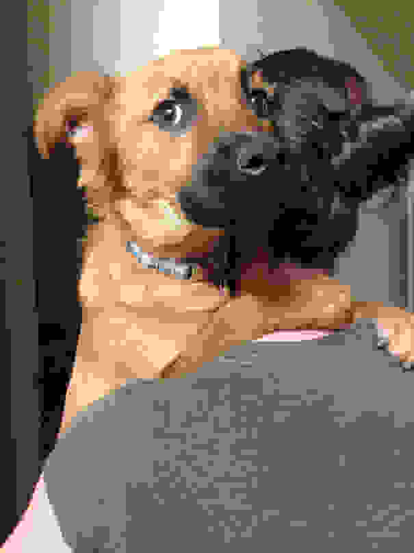 cute-dogs-hugging-humans-109.jpg