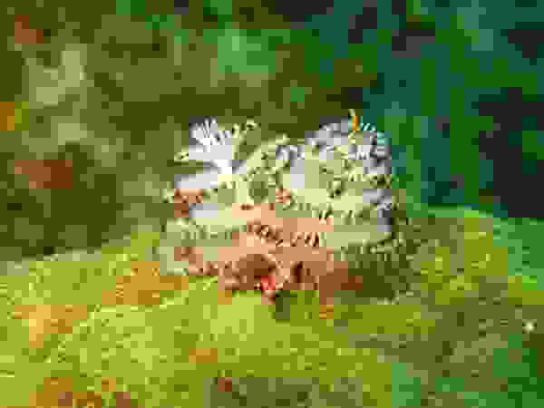 dentrosea1.jpg