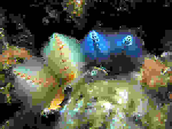 dentrosea10.jpg