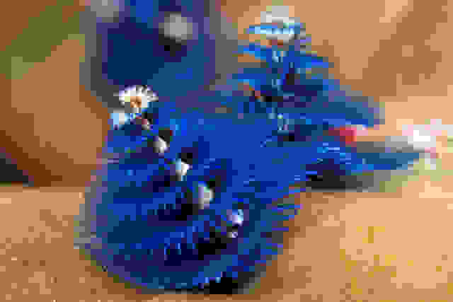 dentrosea2.jpg