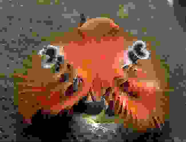 dentrosea6.jpg