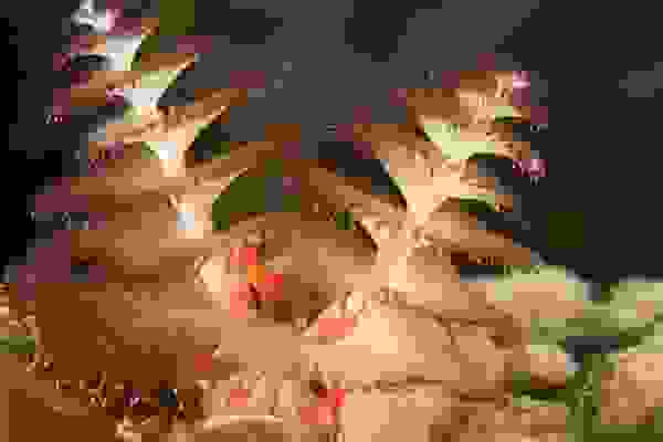 dentrosea7.jpg