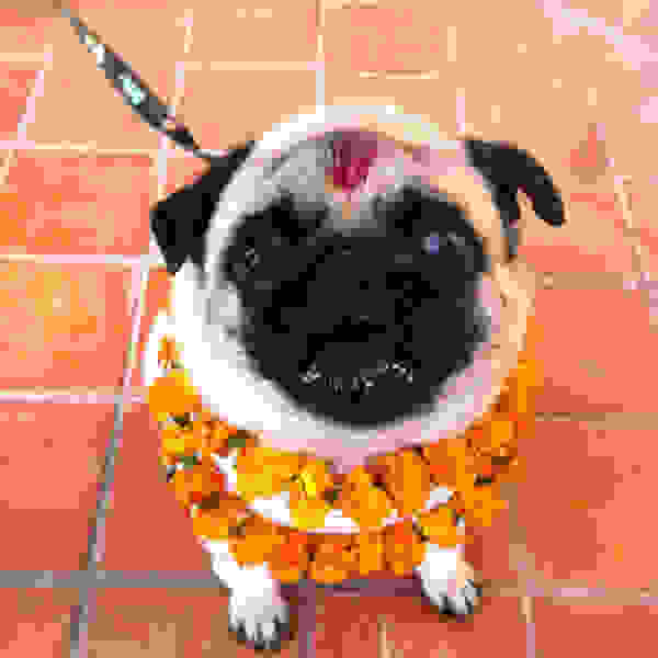 diwali-tihar-dogs-03.jpg