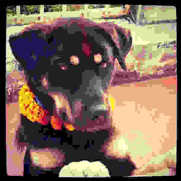 diwali-tihar-dogs-06.jpg