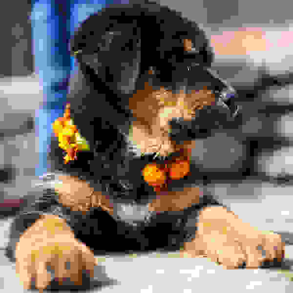 diwali-tihar-dogs-09.jpg