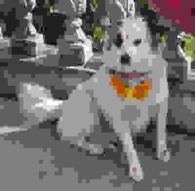 dog_worship_in_hinduism.jpg