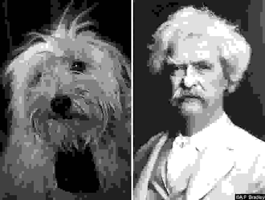 dogpoetry_3.jpg