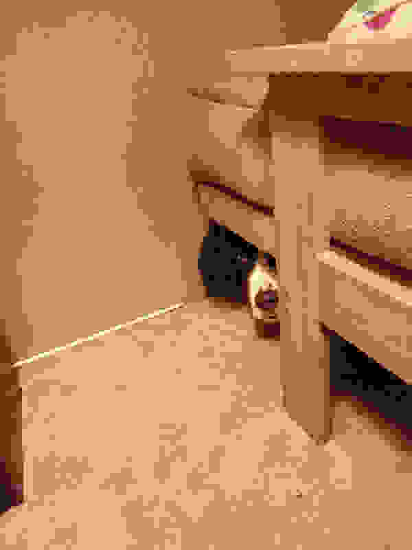 dogs-hide-seek-7.jpg