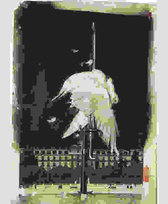 dove-on-bayonet.jpg