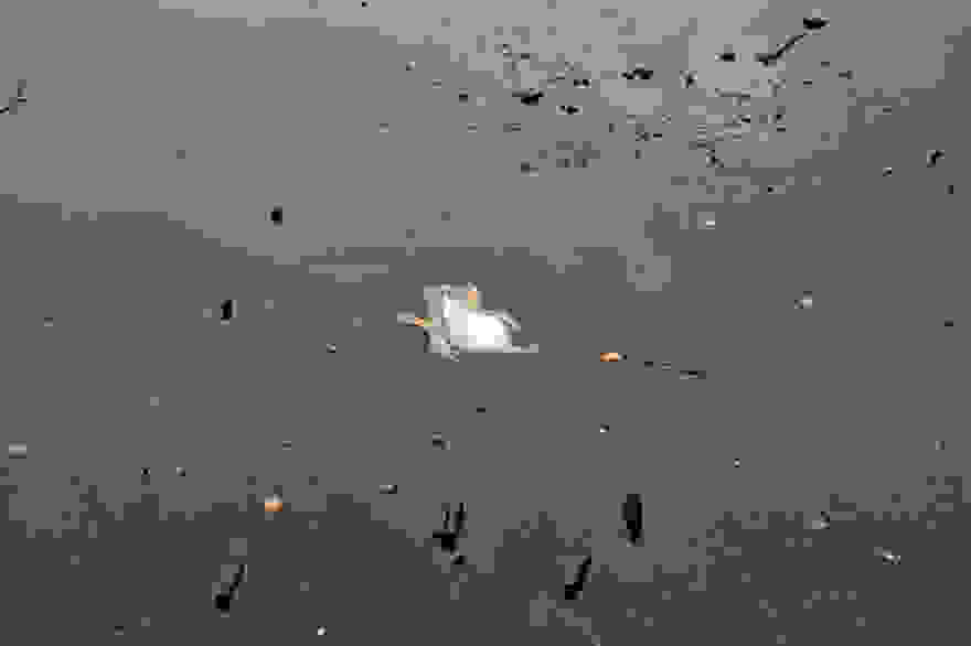 duck-rescue-frozen-lake-norway-10.jpg