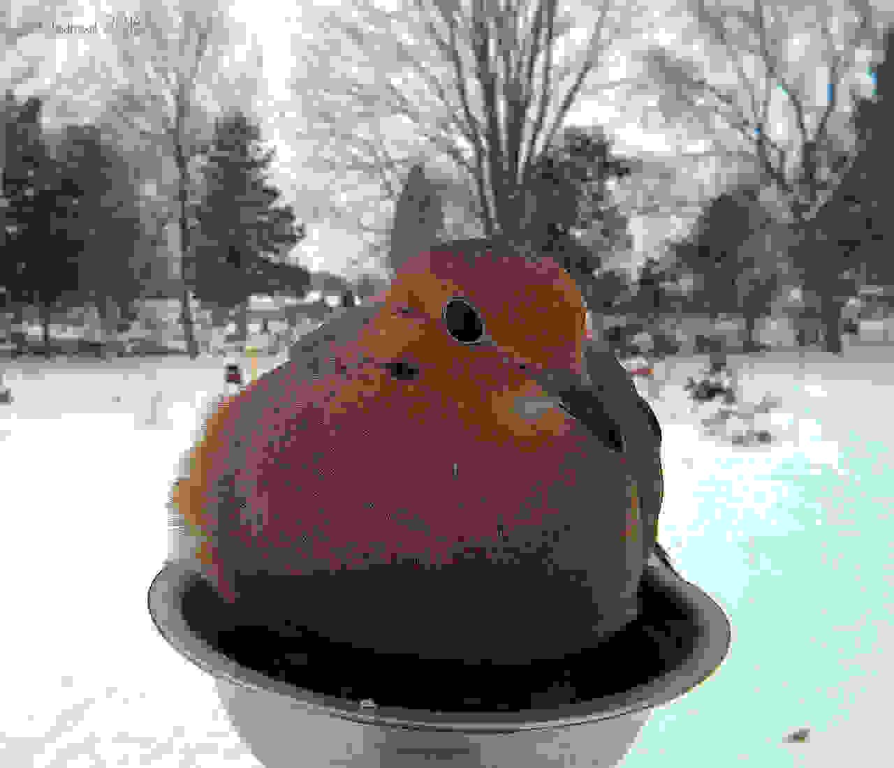 ekpliktika-portreta-poulion-bird.jpg