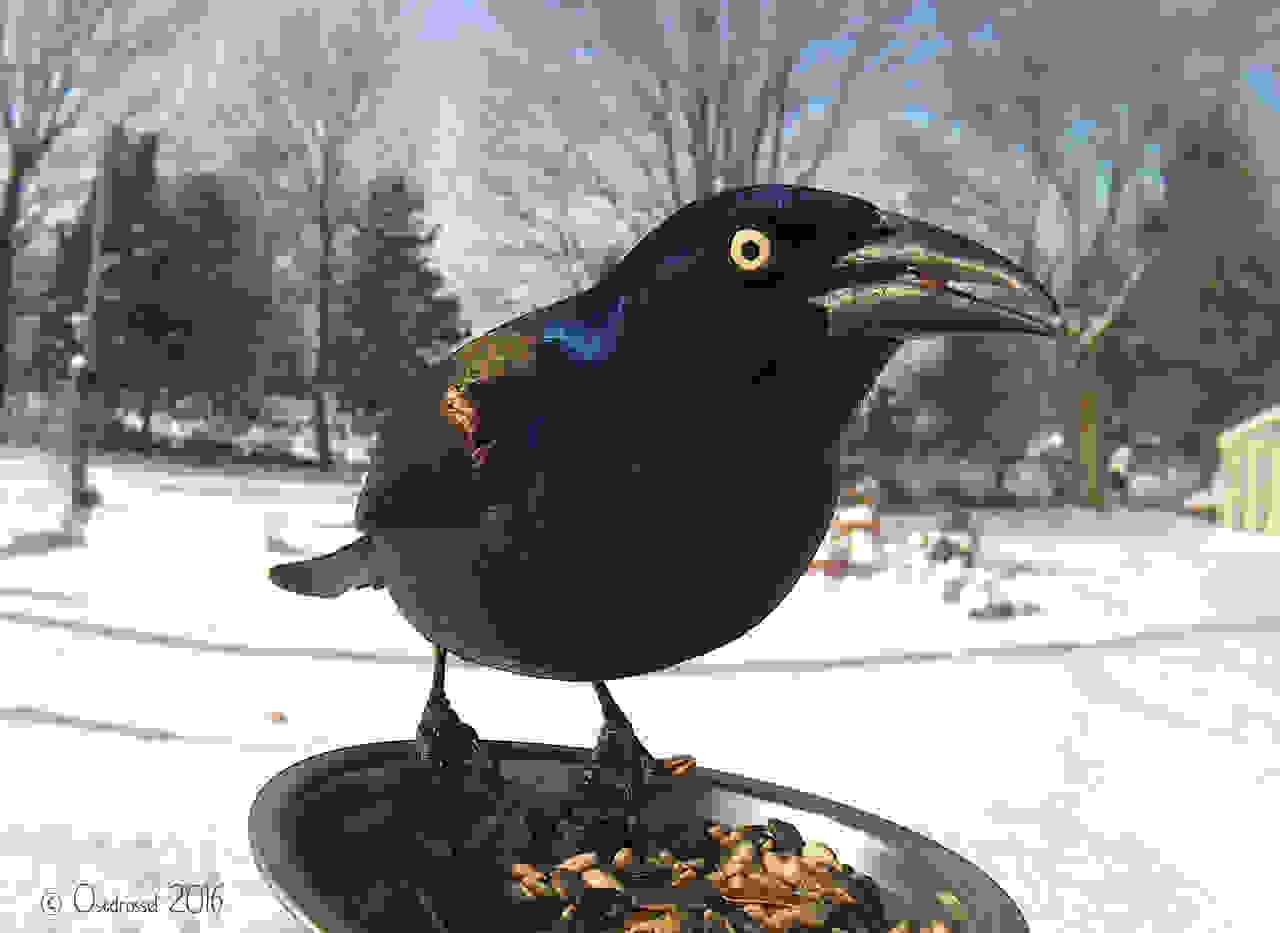 ekpliktika-portreta-poulion-bird10.jpg
