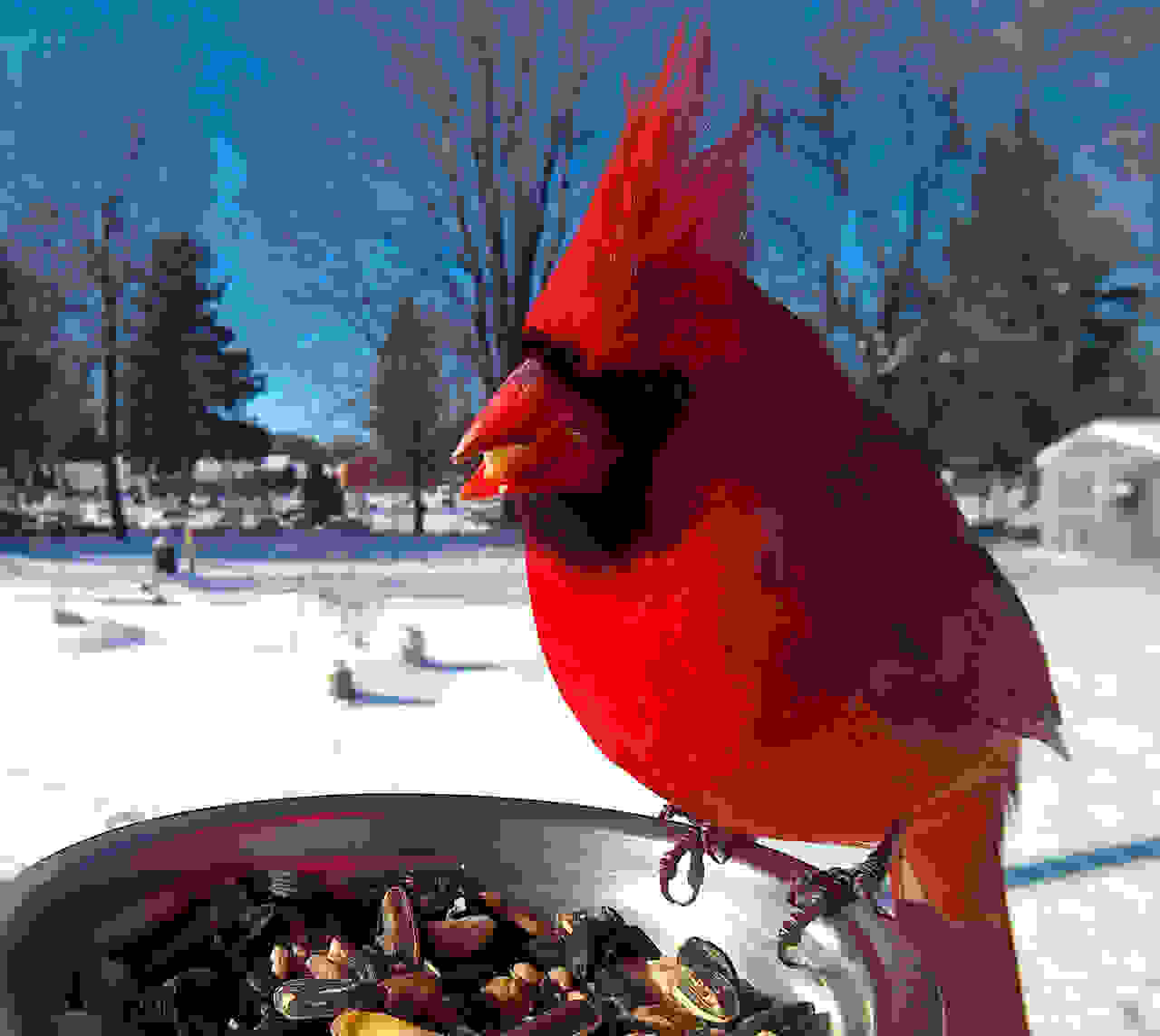 ekpliktika-portreta-poulion-bird2.jpg