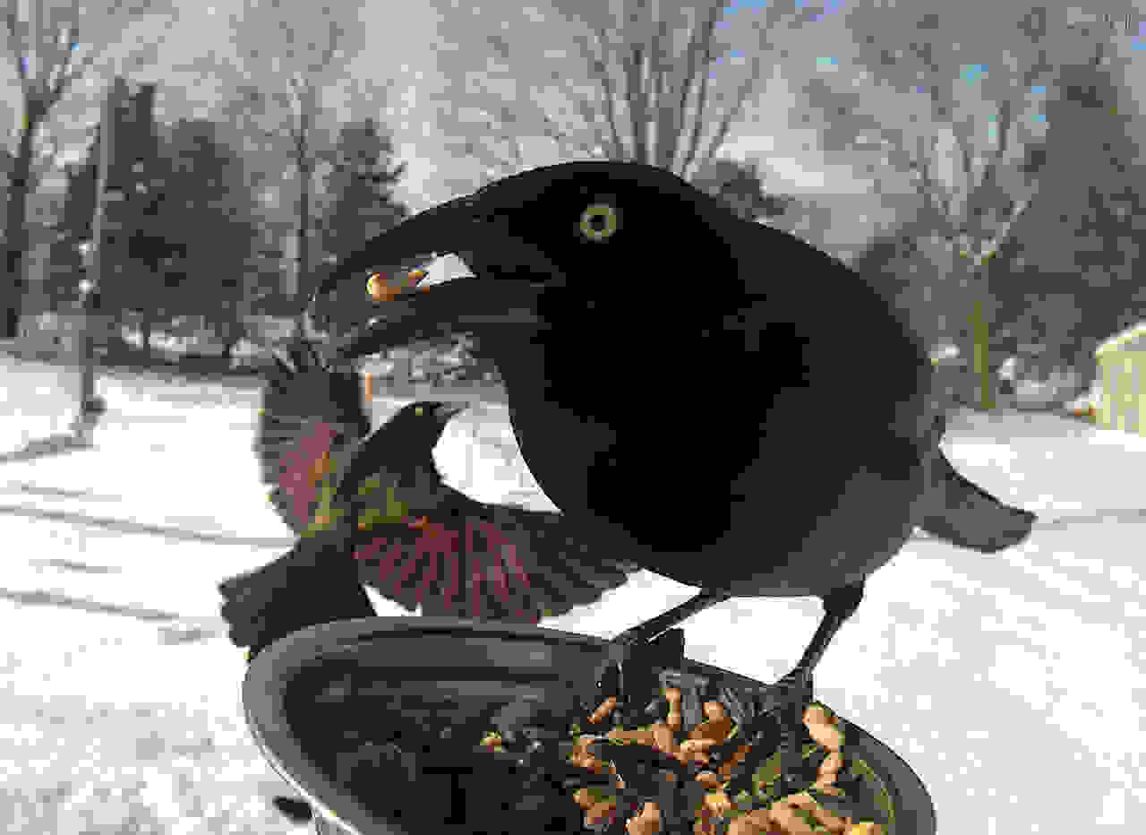 ekpliktika-portreta-poulion-bird3.jpg