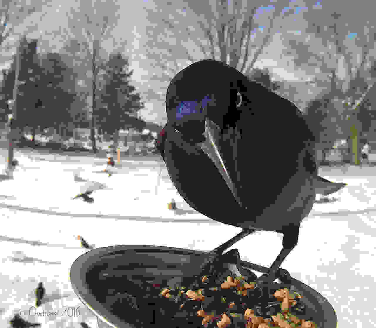 ekpliktika-portreta-poulion-bird4.jpg