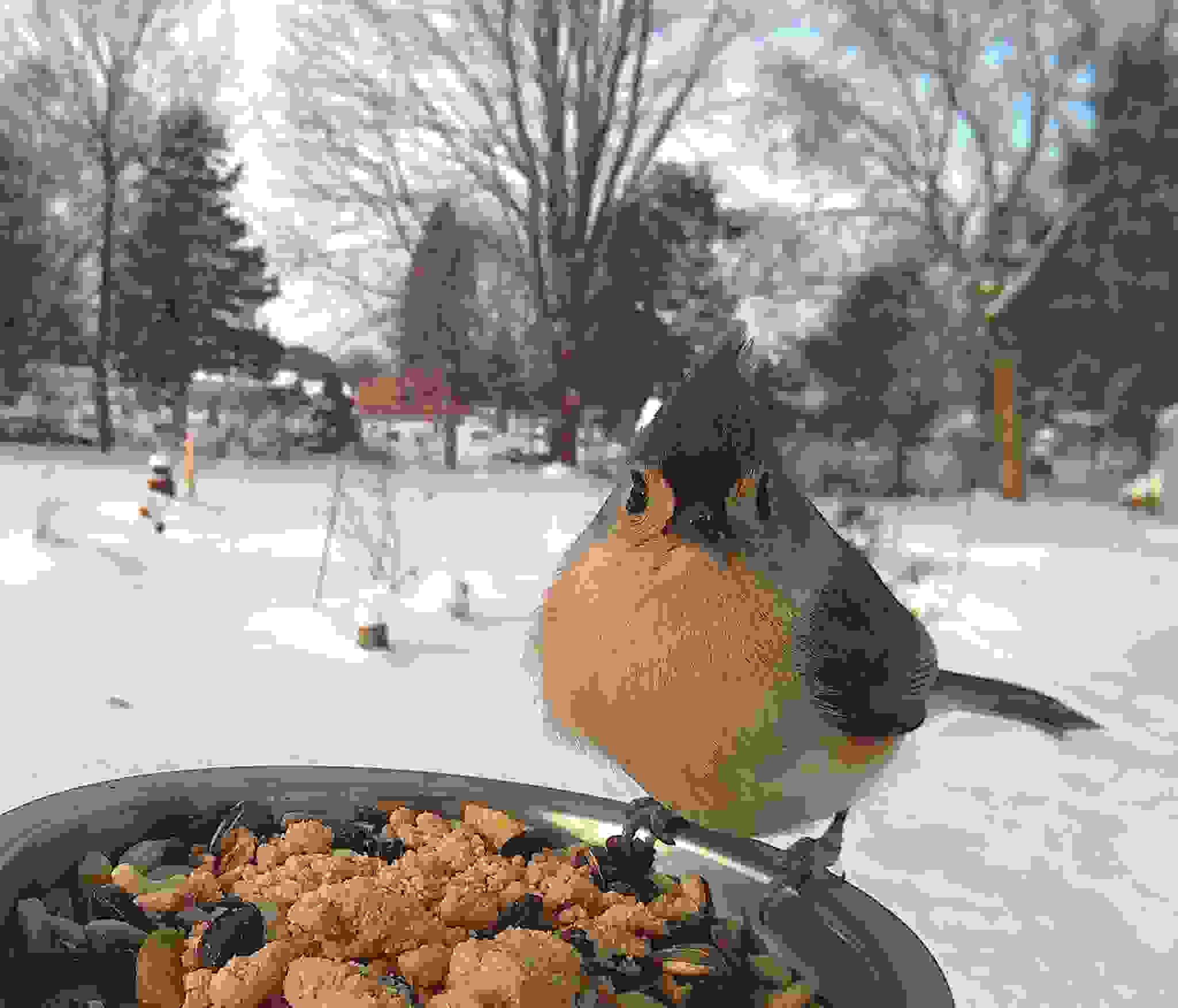 ekpliktika-portreta-poulion-bird5.jpg