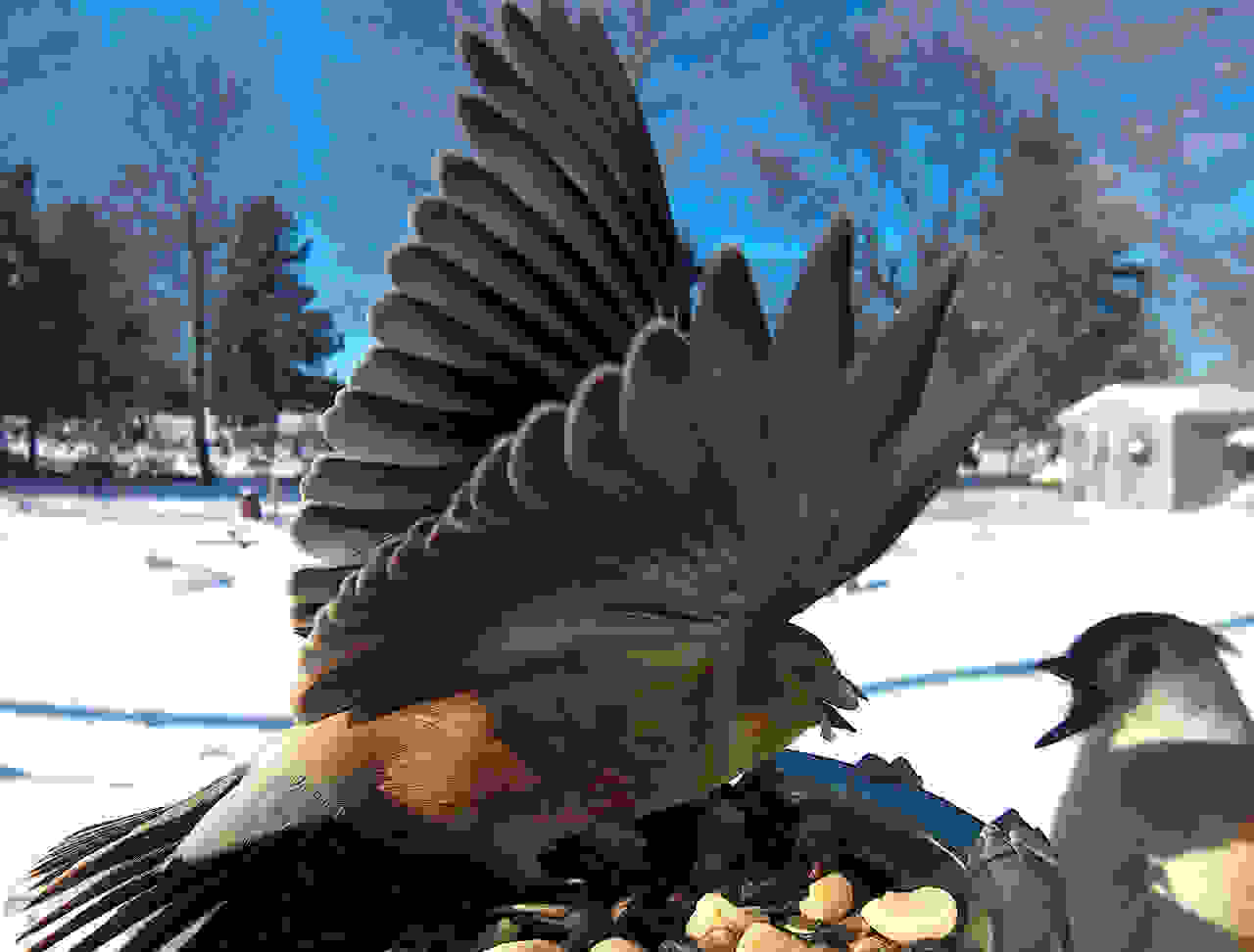 ekpliktika-portreta-poulion-bird6.jpg