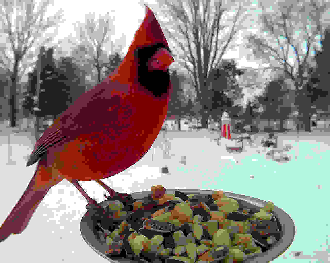 ekpliktika-portreta-poulion-bird8.jpg