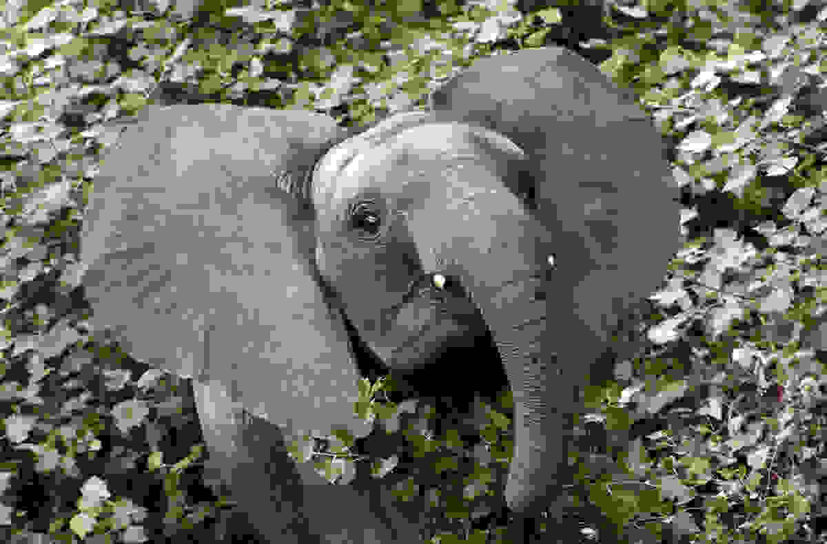 elephant-day-11.jpg