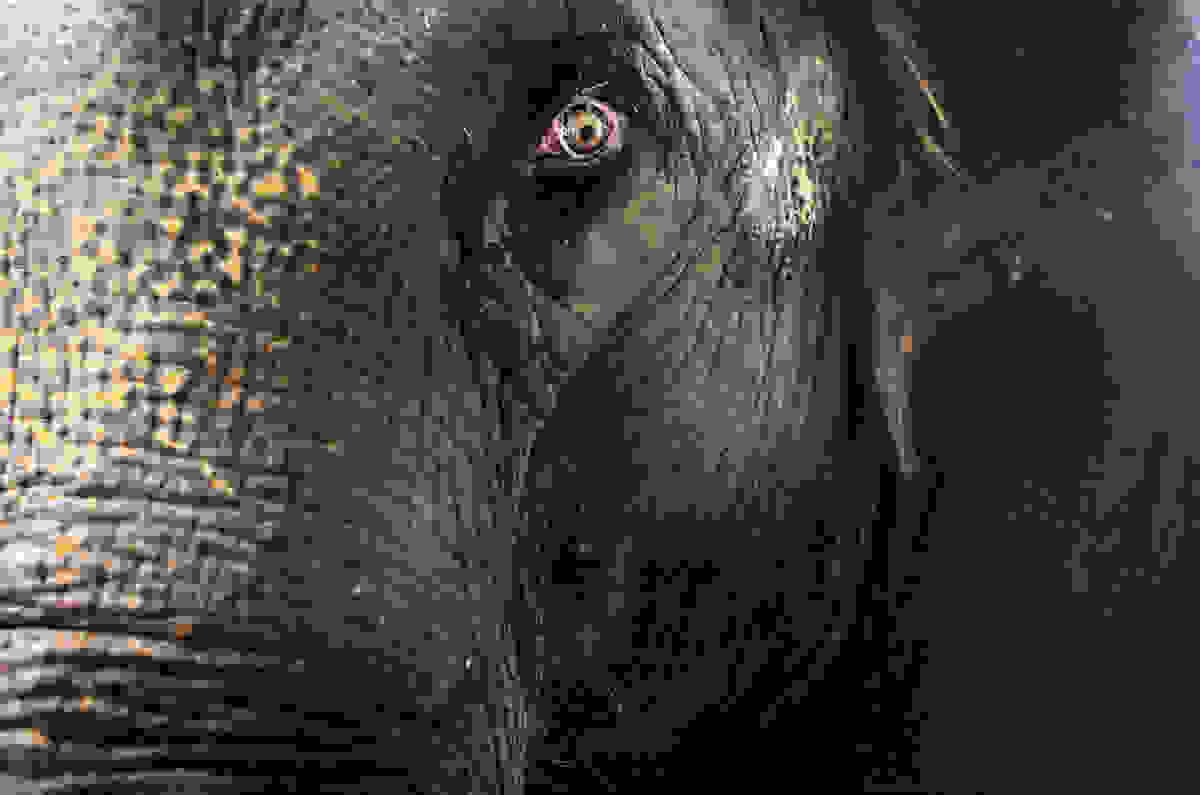 elephant-day-13.jpg