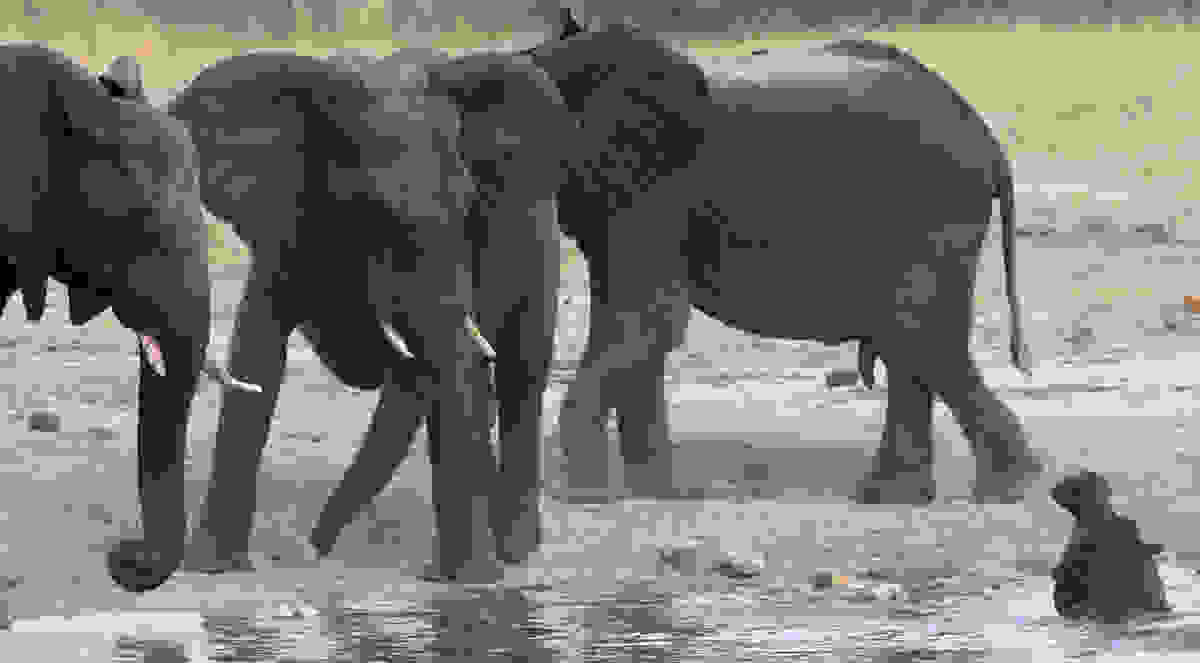 elephant-day-15.jpg