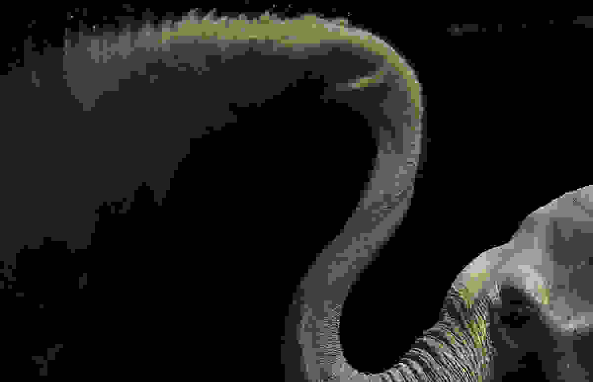 elephant-day-17.jpg