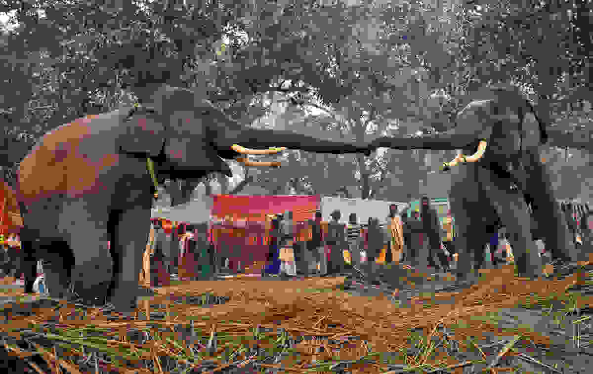 elephant-day-18.jpg