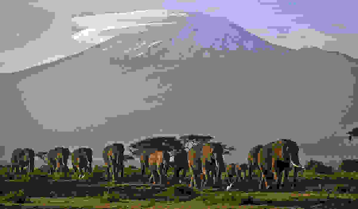 elephant-day-2.jpg