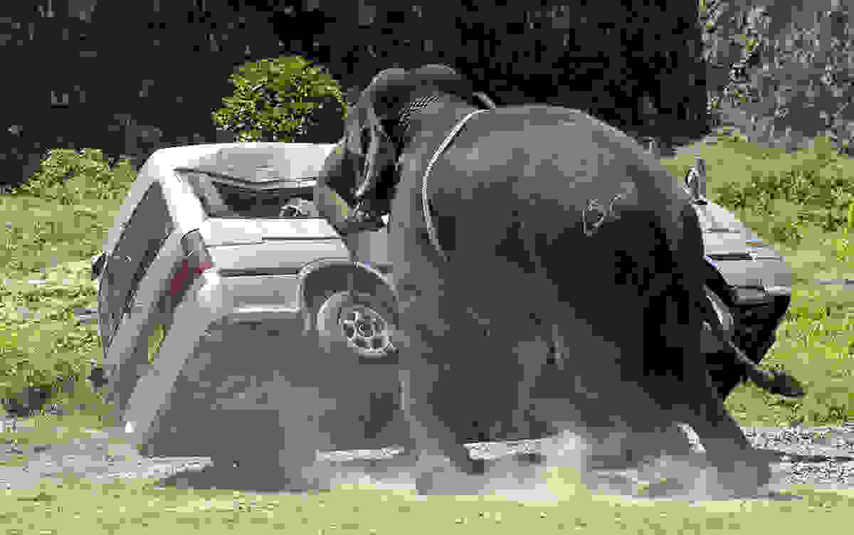elephant-day-20.jpg