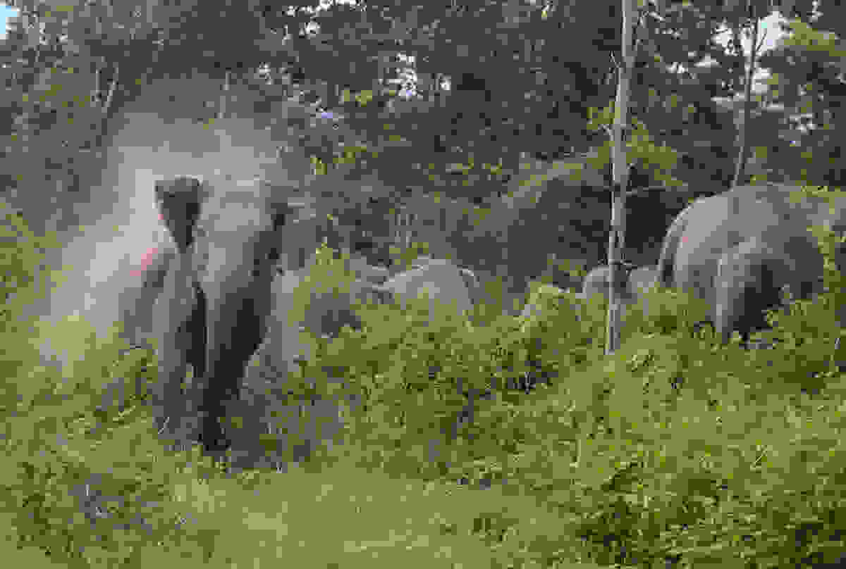 elephant-day-23.jpg