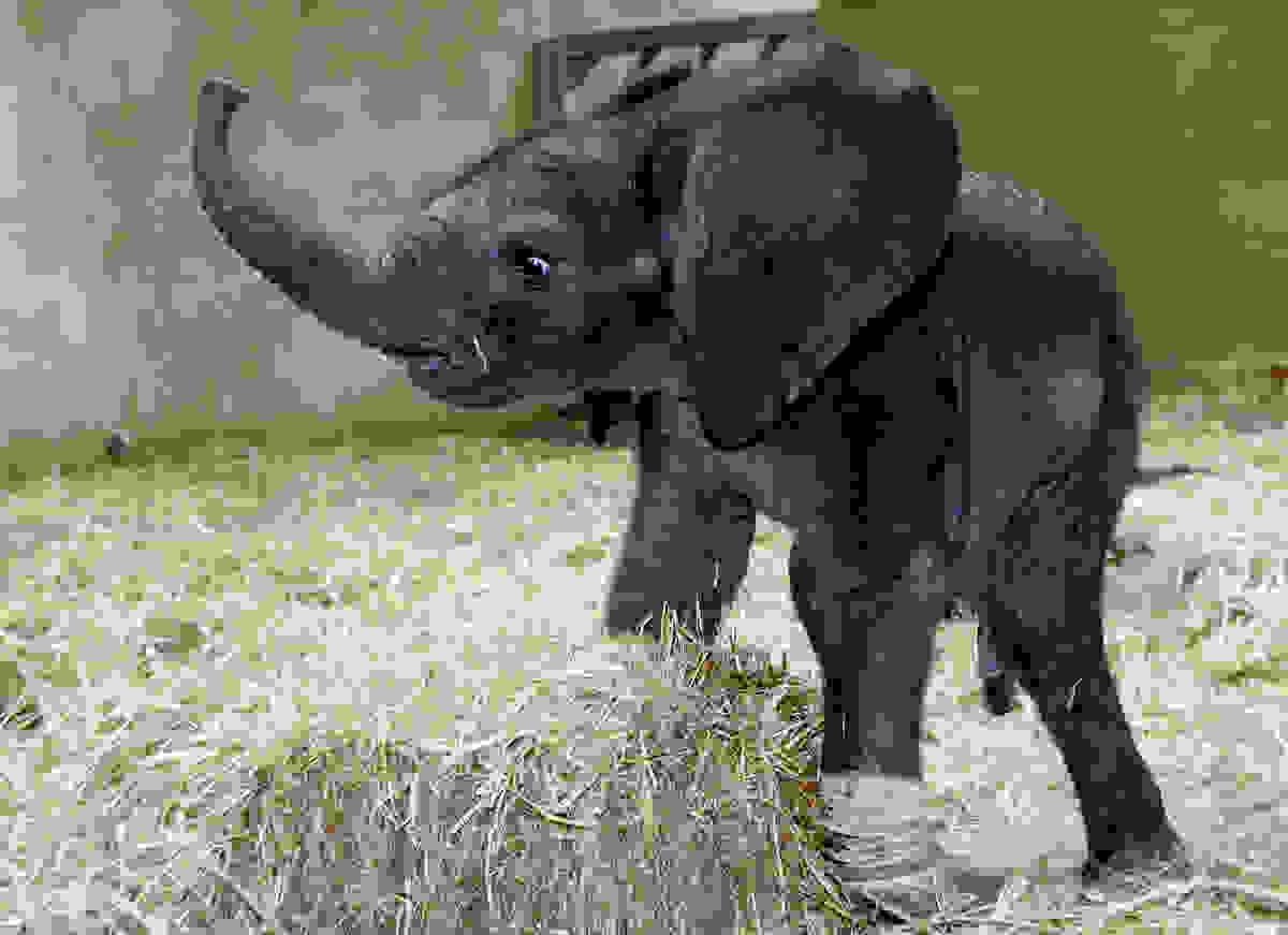 elephant-day-25.jpg