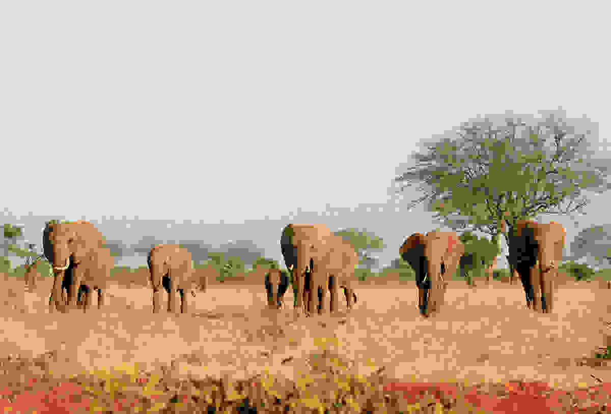 elephant-day-26.jpg
