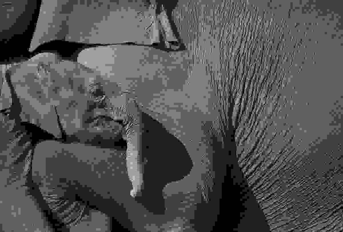 elephant-day-3.jpg