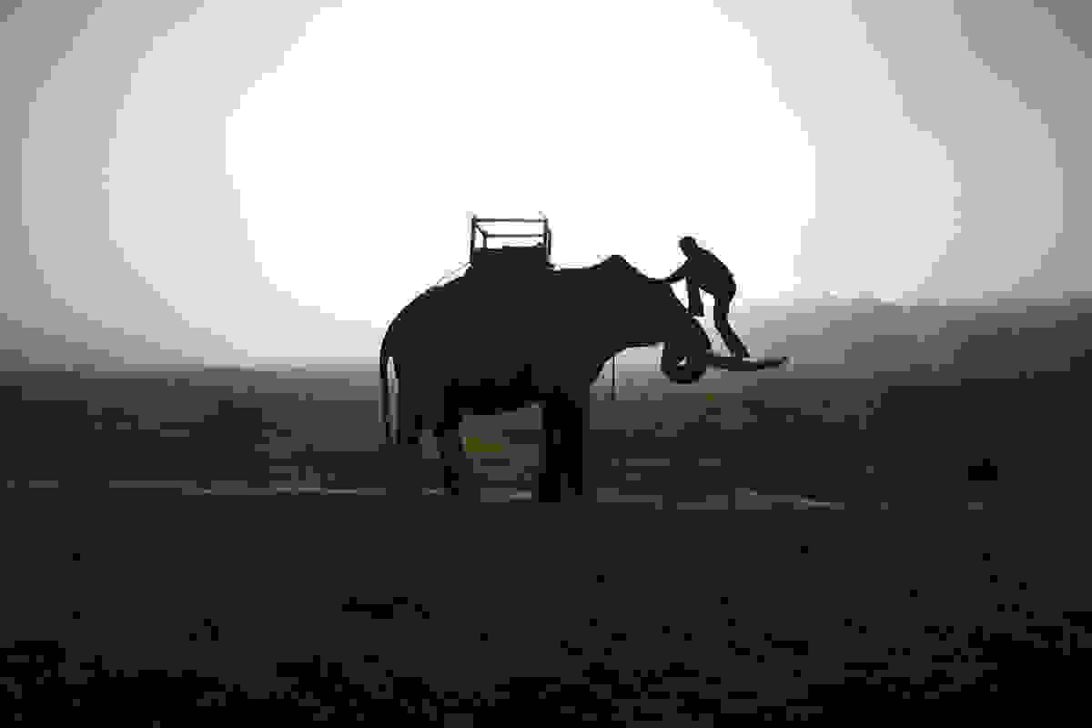 elephant-day-4.jpg