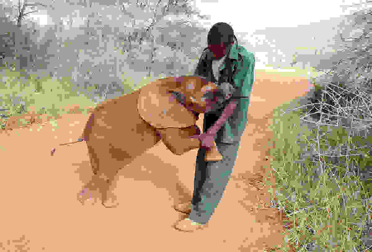 elephant-day-7.jpg