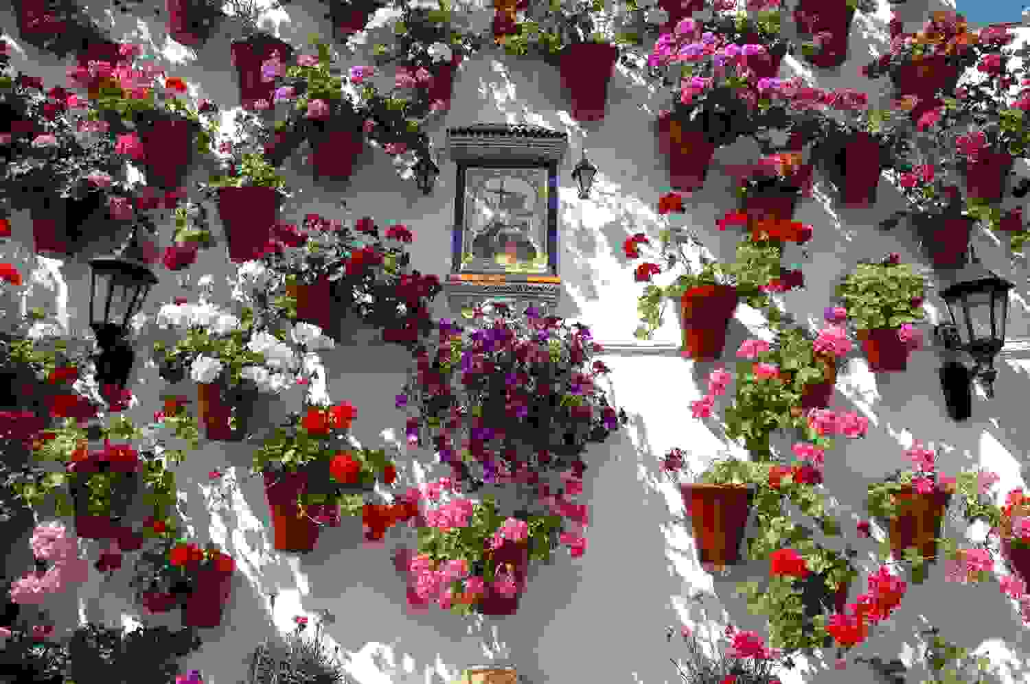 flower-festival-cordoba-64.jpg