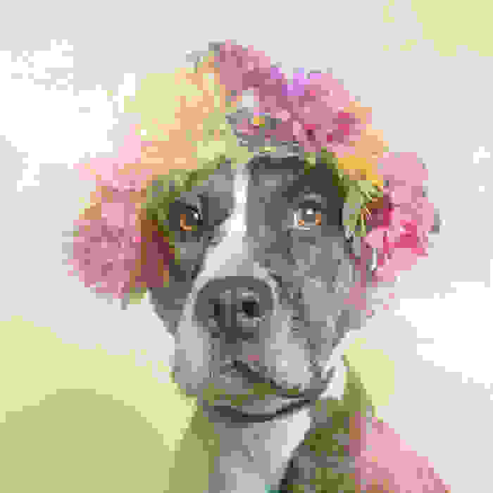 flower-power-pit-bulls-dog-adoption-photography-sophie-gamand-11.jpg