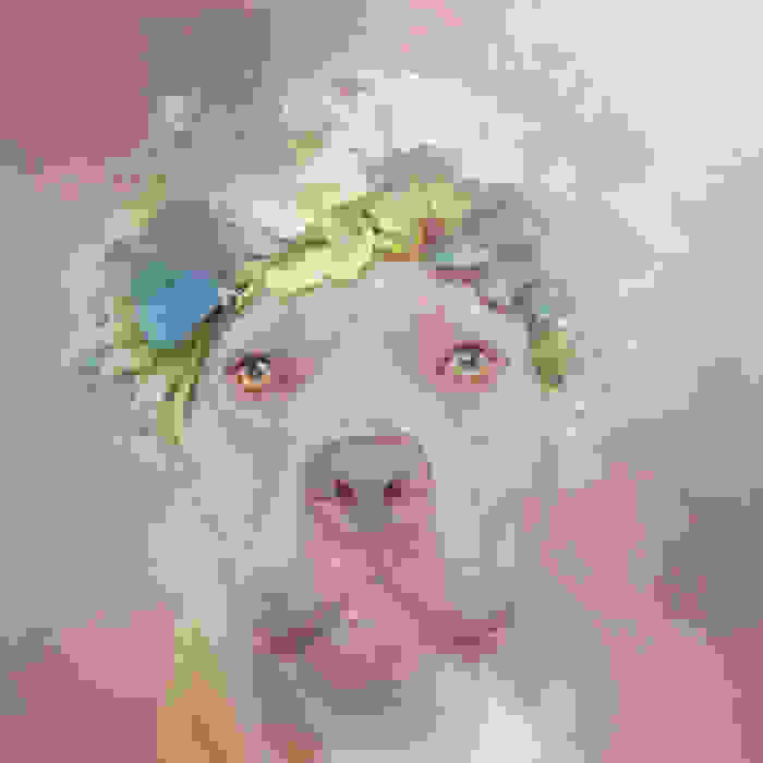 flower-power-pit-bulls-dog-adoption-photography-sophie-gamand-2.jpg