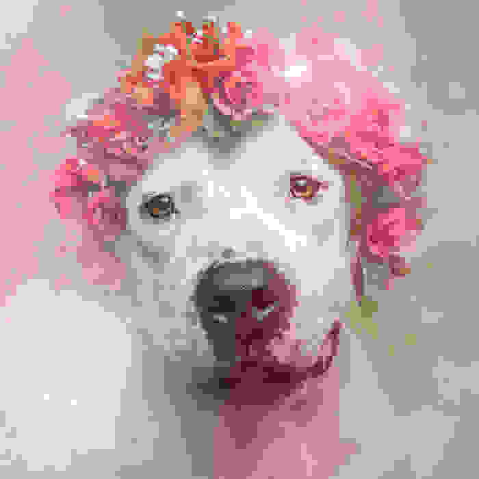 flower-power-pit-bulls-dog-adoption-photography-sophie-gamand-3.jpg