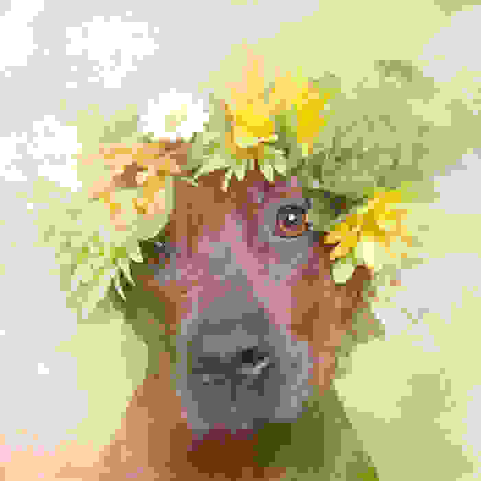 flower-power-pit-bulls-dog-adoption-photography-sophie-gamand-5.jpg