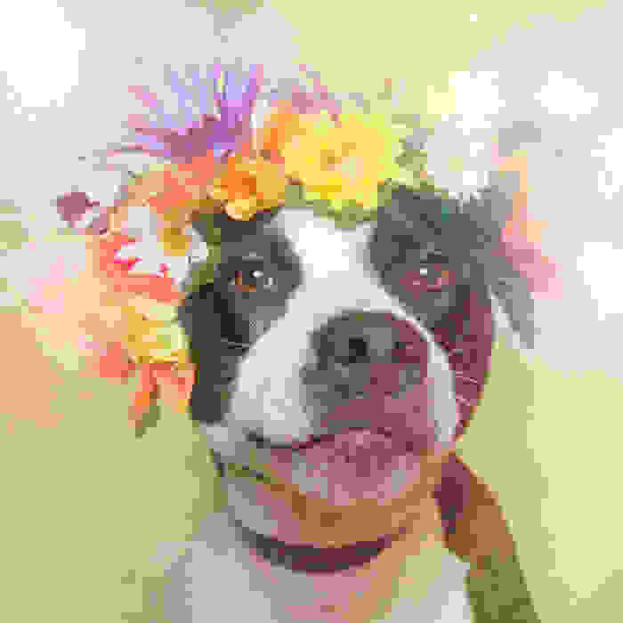 flower-power-pit-bulls-dog-adoption-photography-sophie-gamand-7.jpg