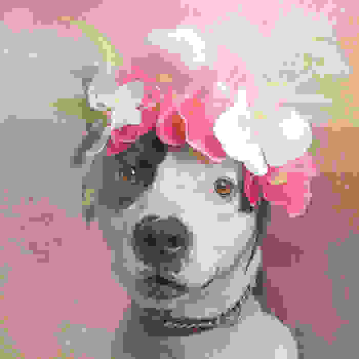 flower-power-pit-bulls-dog-adoption-photography-sophie-gamand-8.jpg