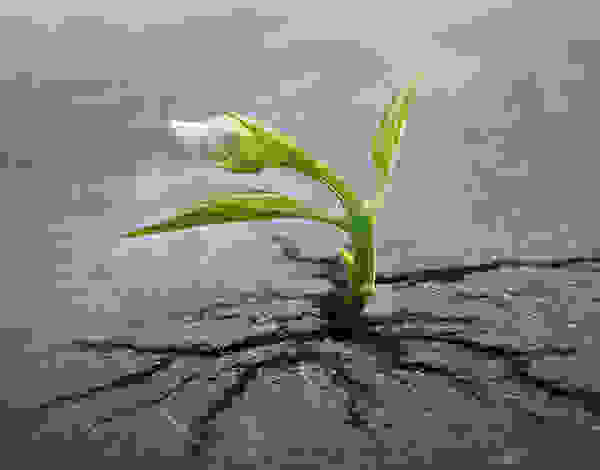 flower-tree-growing-concrete-pavement-101.jpg