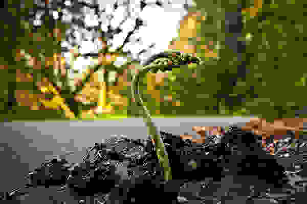 flower-tree-growing-concrete-pavement-16.jpg