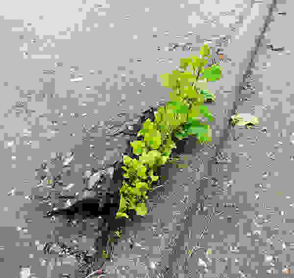 flower-tree-growing-concrete-pavement-21.jpg